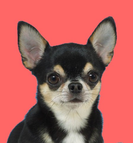 Chihuahua