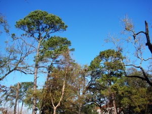 Friday, December 21, 2012:Life Goes On!