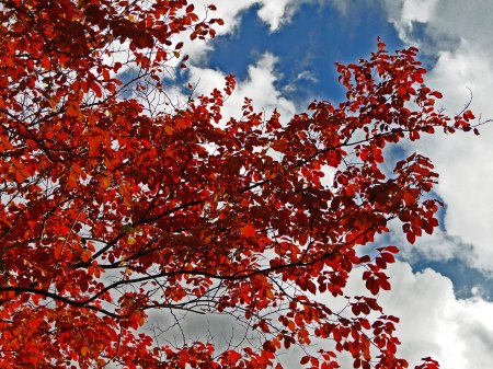 Can the changing of the leaves be far away?