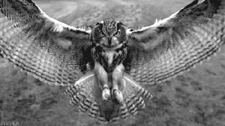 The Rice Owls of 1949 were a True Bird of Prey!