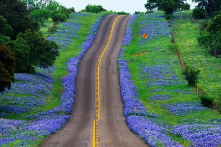 "Cows and Bulls and Blue Bonnets - are taking me back - to the land that I love! ~ Cows and Bulls and Blue Bonnets - are taking me back - to South Texas!" -  (C) Bill McCurdy, 1958.