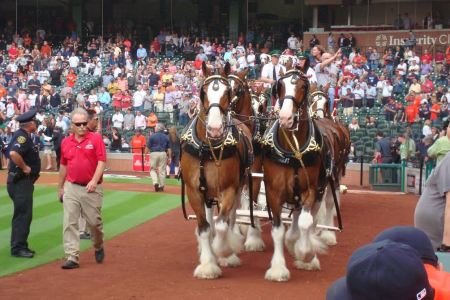 The Clydesdales Opening Day 2104 by Bob Dorrill