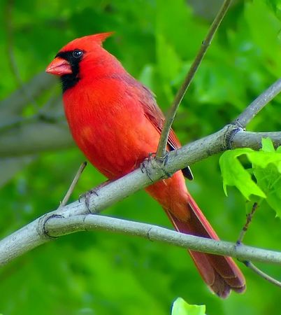 Cardinal in Tree
