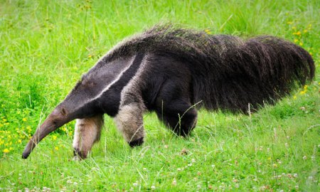 Still, at first, we could not resist the attraction to other compensatory  choices. As a lover of travel and eating on the go, we strongly considered the utility of the anteater's nose. It was a quick pass. We like to get our protein from the flesh of higher life forms.