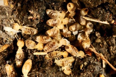 BEES DO IT! Exception to the Rule: The Boston Bees 1936-1940