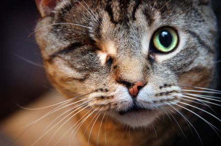 one-eyed-cat