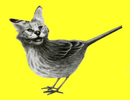 rare photo of an actual catbird