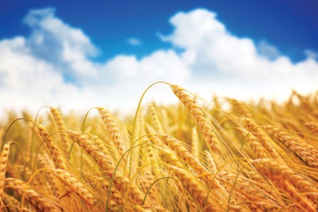 golden wheat close up against idylic blue sky