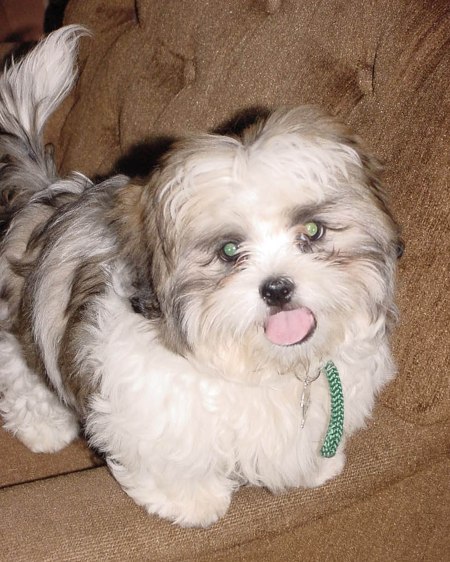 Morti McCurdy In His Puppy Years