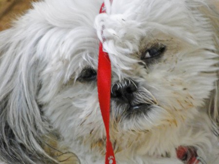 Morti McCurdy, 2004-2016 "World's Tallest Caterpillar"