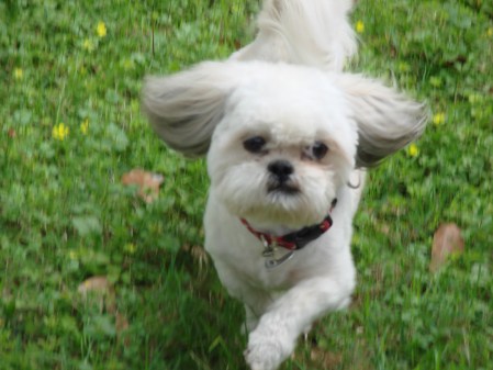 Morti Romps In Greener Pastures Now.