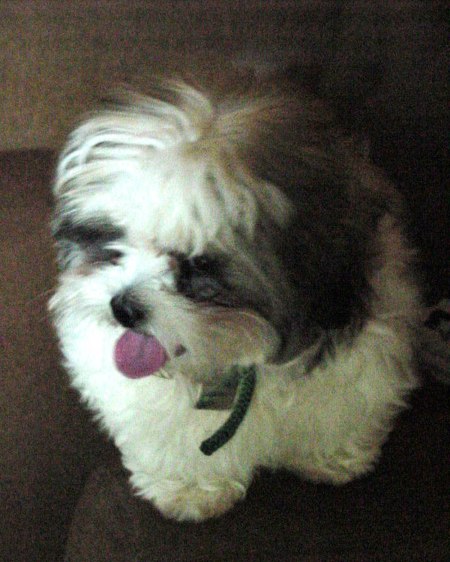 MORTI McCURDY Born: February 3, 2004 Died: June 7, 2016 "GOD IS LOVE"