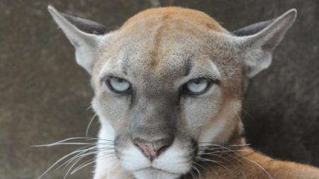 GO WITH AFP STORY IN SPANISH BY JULIA RIOS A Cougar  (Puma concolor), lies at its cage of the Nicaraguan National Zoo, April 22, 2009 during Earth Day in Managua. Different species of animals in danger of exctintion are in many zoos around the world. AFP PHOTO/Miguel ALVAREZ (Photo credit should read MIGUEL ALVAREZ/AFP/Getty Images)